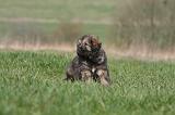 DOGUE DU TIBET 375